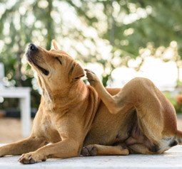 Dog outdoors, the kind of setting Dr. Rover Tick Off spray is made for