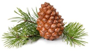 Pine oil, one of the plant ingredients in Dr. Rover Tick Off tick repellent