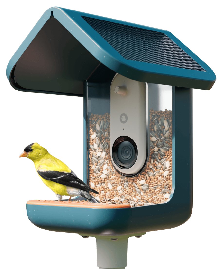 Bird Buddy