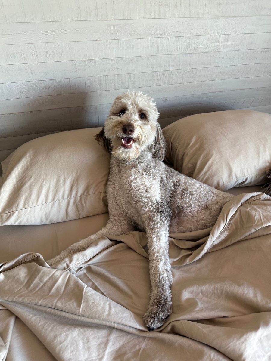 Customer photo of a dog lying on a bed made with Miracle Sheets