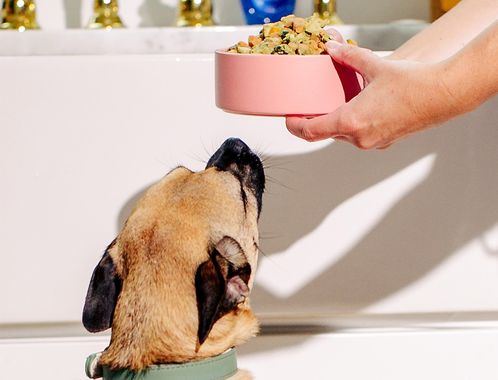 Person holding a bowl of Nom Nom fresh dog food up to a dog