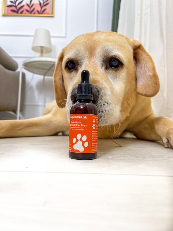 Labrador resting its chin near a bottle of PawPrint Lab Daily Liquid Supplement for Dogs
