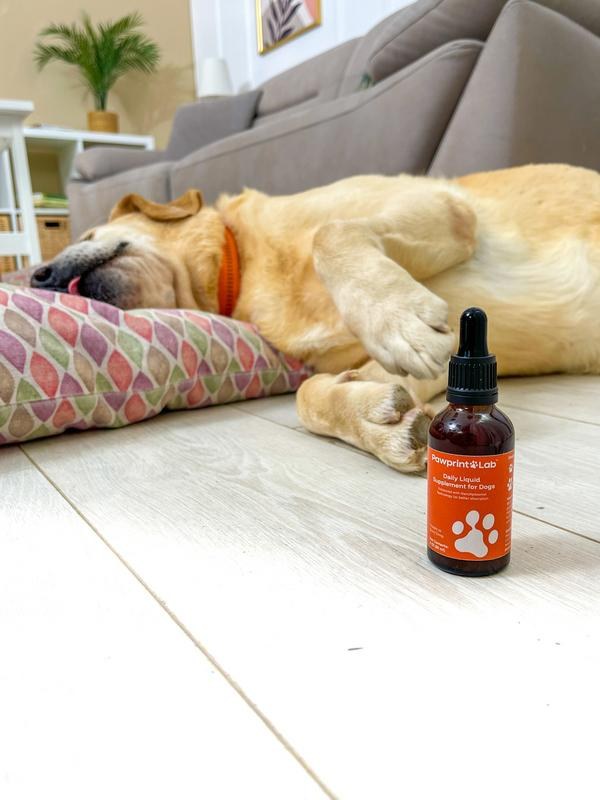 Senior Labrador napping on a floor cushion beside a bottle of PawPrint Lab liquid supplement