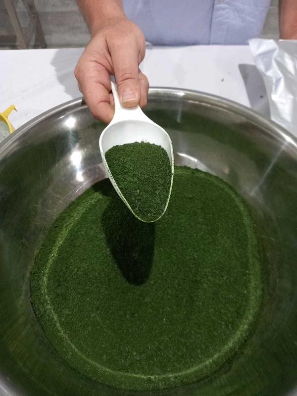 Hand scooping deep-green ZivoLife microalgae powder from a mixing bowl at the production facility