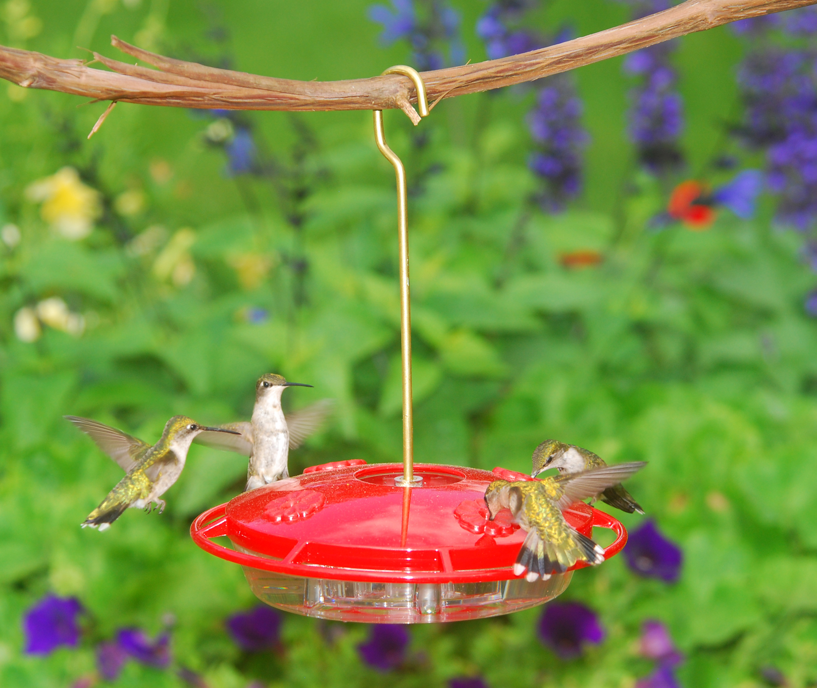 Aspects HummZinger Ultra red saucer hummingbird feeder hanging from a branch with hummingbirds feeding
