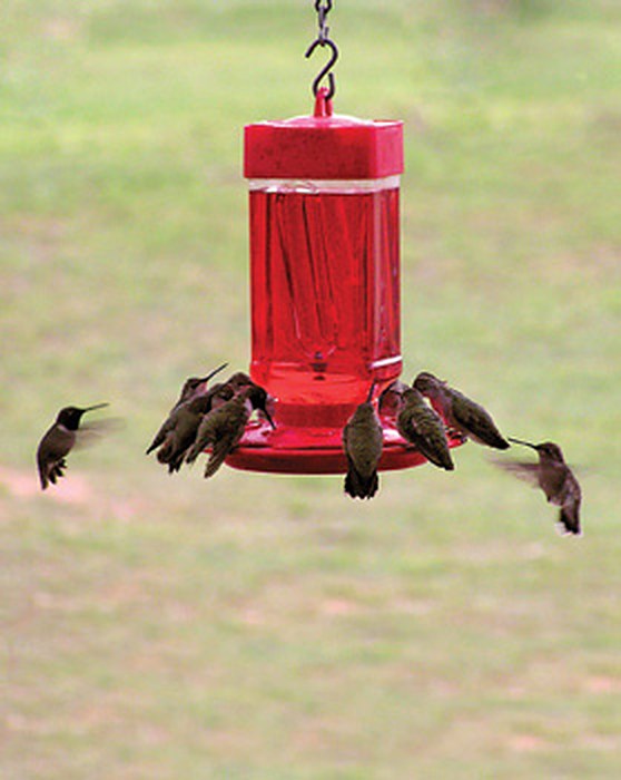 First Nature 3055 32 oz red hummingbird feeder with a crowd of hummingbirds perched at its feeding ports