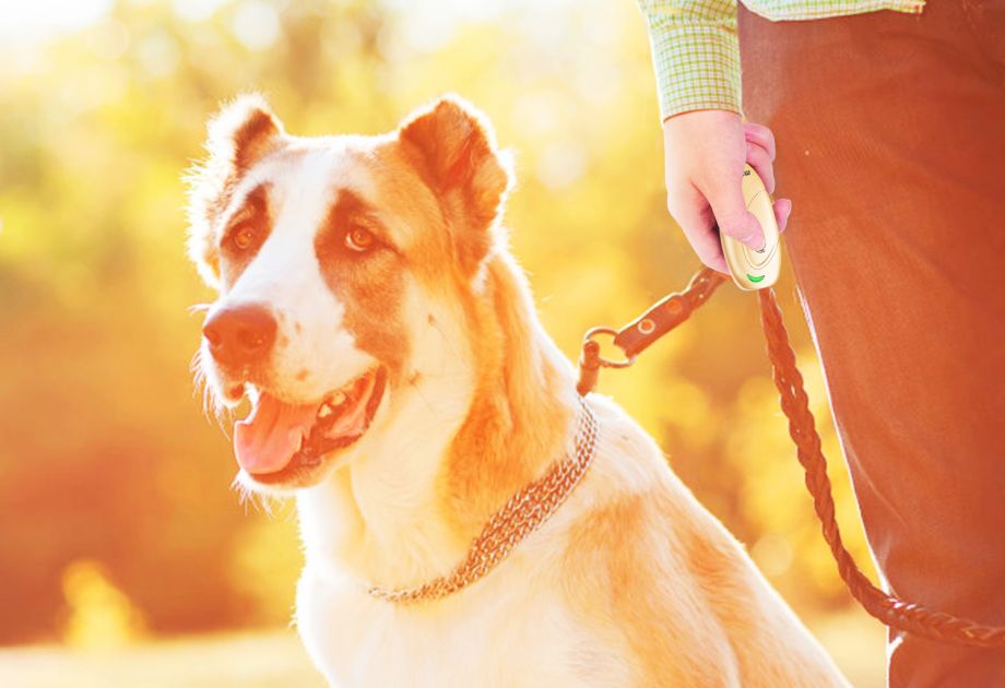 Dog owner holding a MODUS handheld ultrasonic bark control device while walking a dog on a leash