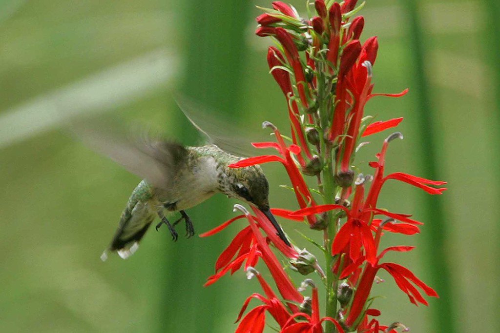 Ruby-throated hummingbird feeding at a bright red cardinal flower