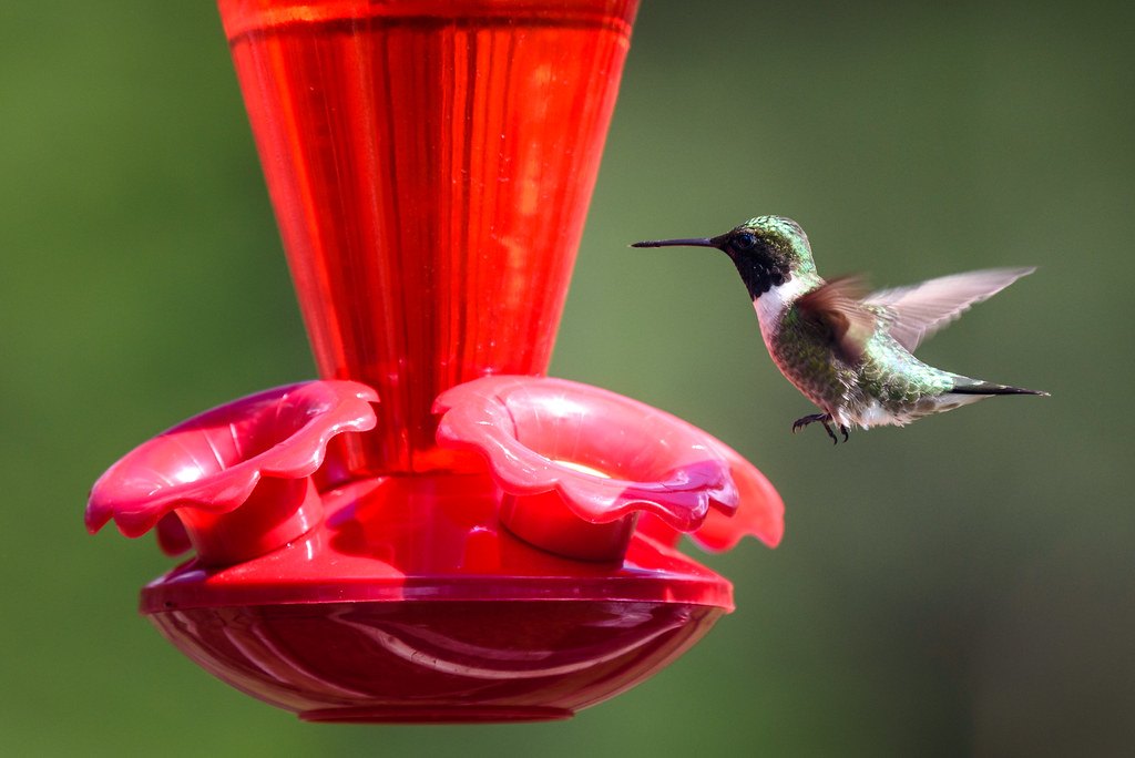 Ruby-throated hummingbird hovering beside the red flower ports of a saucer-style hummingbird feeder