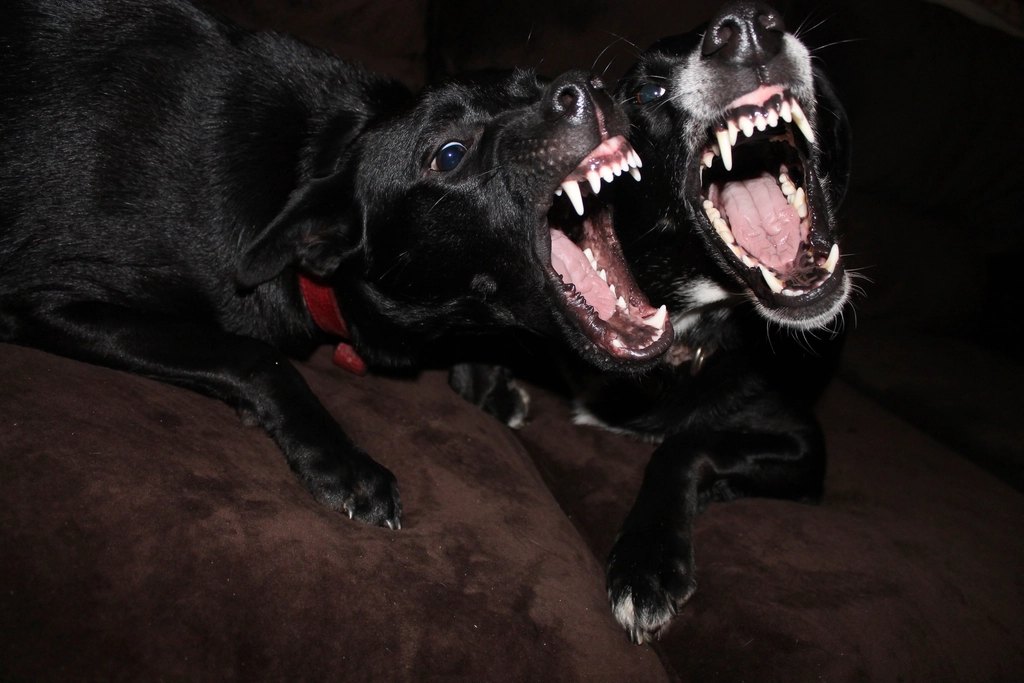 Two black dogs barking with their mouths wide open on a living room couch